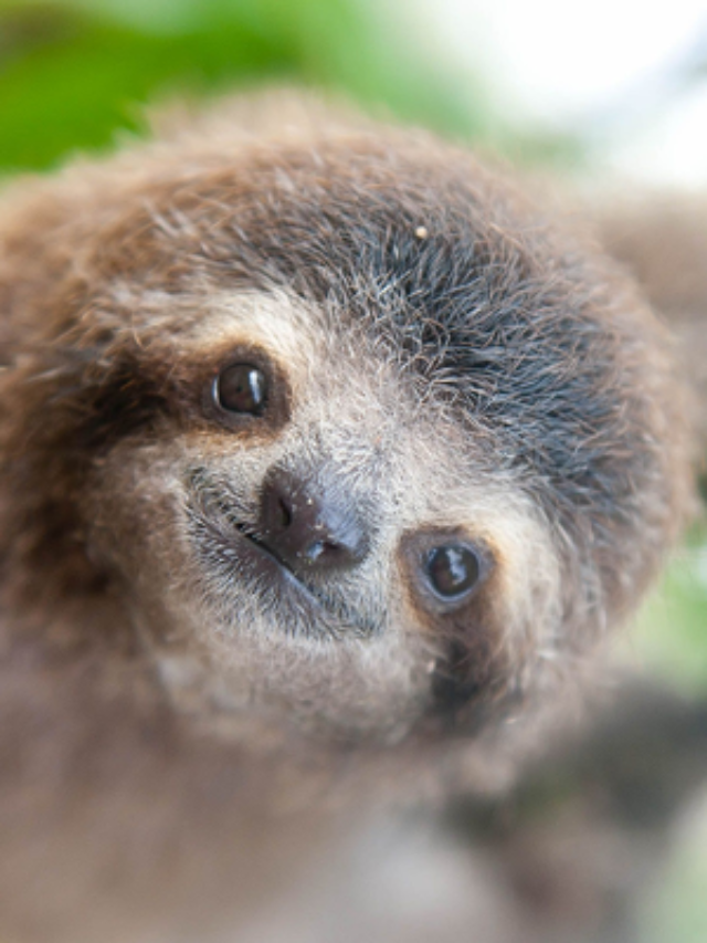International Sloth Day : यह है दुनिया का सबसे आलसी जानवर